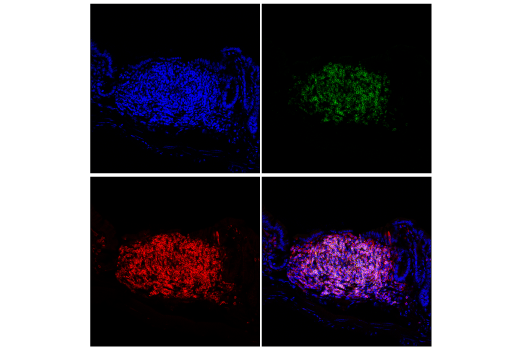 Immunofluorescence Image 1: SHP-1 (E1U6R) Rabbit Monoclonal Antibody (BSA and Azide Free)