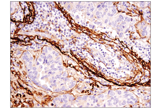 Immunohistochemistry Image 2: Clusterin (D7N2K) Rabbit Monoclonal Antibody