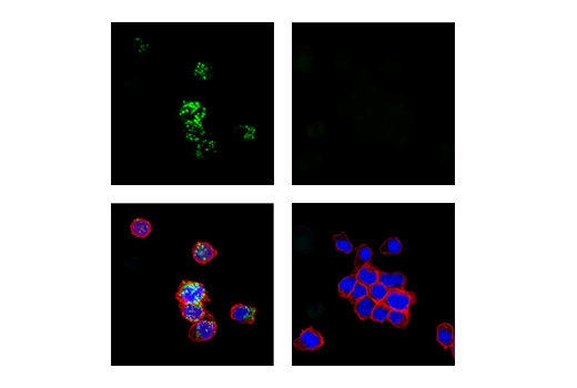 4-1BB/CD137/TNFRSF9 (E2J5H) XP® Rabbit mAb | Cell Signaling