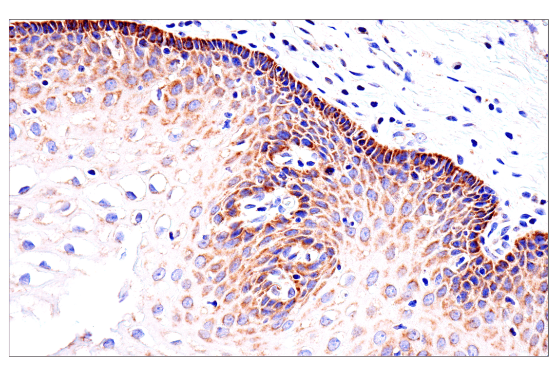 Immunohistochemistry Image 9: SLC25A1 (E7B2B) Rabbit Monoclonal Antibody