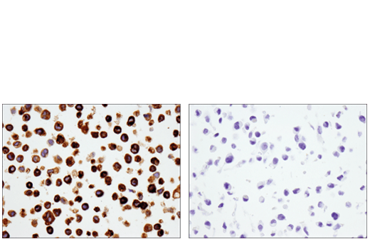 Immunohistochemistry Image 4: YKL-40 (E2L1M) Rabbit Monoclonal Antibody (BSA and Azide Free)