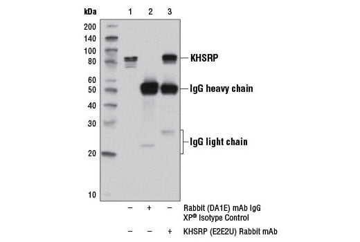 Immunoprecipitation Image 1: KHSRP (E2E2U) Rabbit Monoclonal Antibody