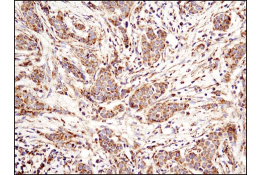 Immunohistochemistry Image 1: Bak (D4E4) Rabbit Monoclonal Antibody