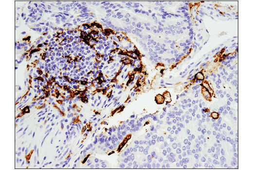 Immunohistochemistry Image 1: CD11c (D3V1E) Rabbit Monoclonal Antibody