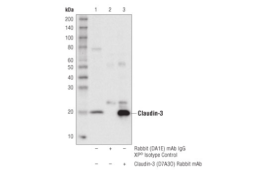 Immunoprecipitation Image 1: Claudin-3 (D7A3O) Rabbit Monoclonal Antibody