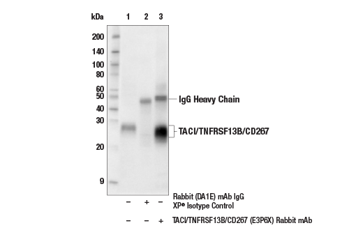 Immunoprecipitation Image 1: TACI/TNFRSF13B/CD267 (E3P6X) Rabbit Monoclonal Antibody