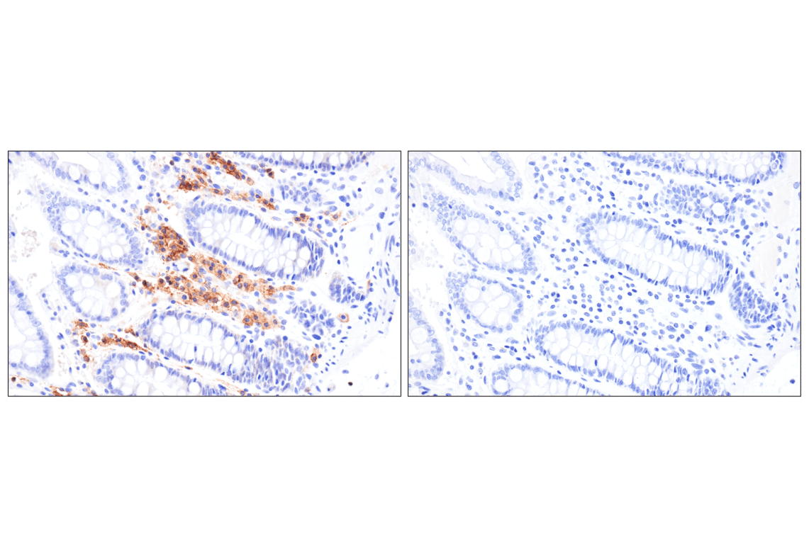 CD27 (F3R4G) Rabbit Monoclonal Antibody (BSA and Azide Free