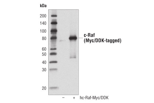 Western Blotting Image 2: c-Raf (D4B3J) Rabbit Monoclonal Antibody (Biotinylated)