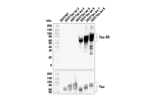 Western Blotting Image 2: Tau 4R (E7T4F) Rabbit Monoclonal Antibody
