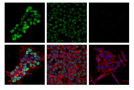 Immunofluorescence Image 1: DNMT3B (E8A8A) Rabbit Monoclonal Antibody (BSA and Azide Free)