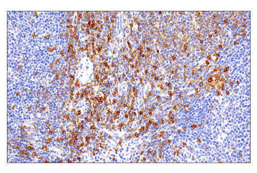 Immunohistochemistry Image 1: GITR (E9O9H) Rabbit Monoclonal Antibody (BSA and Azide Free)