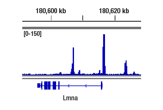 CUT & RUN Image 1: Phospho-c-Jun (Ser73) (D47G9) Rabbit Monoclonal Antibody