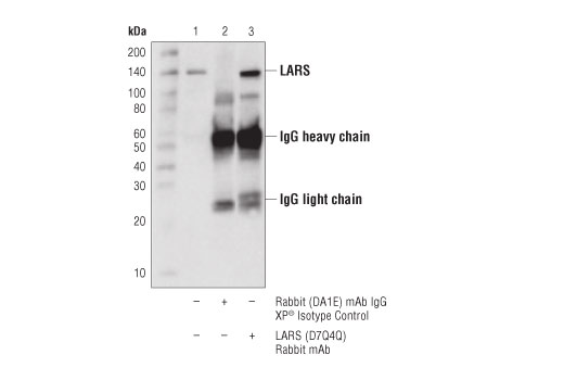 Immunoprecipitation Image 1: LARS (D7Q4Q) Rabbit Monoclonal Antibody