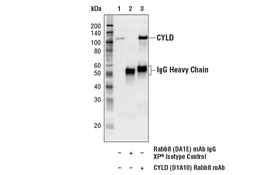 Immunoprecipitation Image 1: CYLD (D1A10) Rabbit Monoclonal Antibody