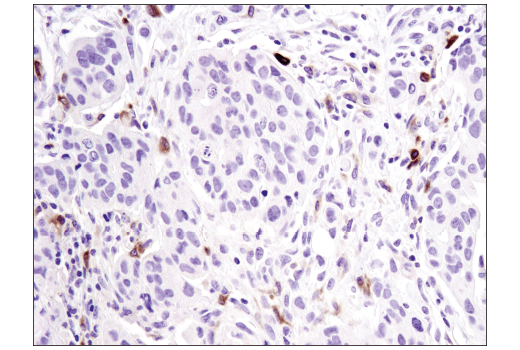 Immunohistochemistry Image 2: TIM-4 (D3W4F) Rabbit Monoclonal Antibody (BSA and Azide Free)