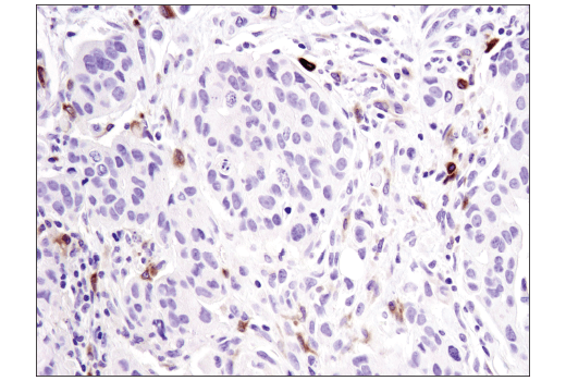 Immunohistochemistry Image 2: TIM-4 (D3W4F) XP<sup>®</sup> Rabbit mAb (BSA and Azide Free)