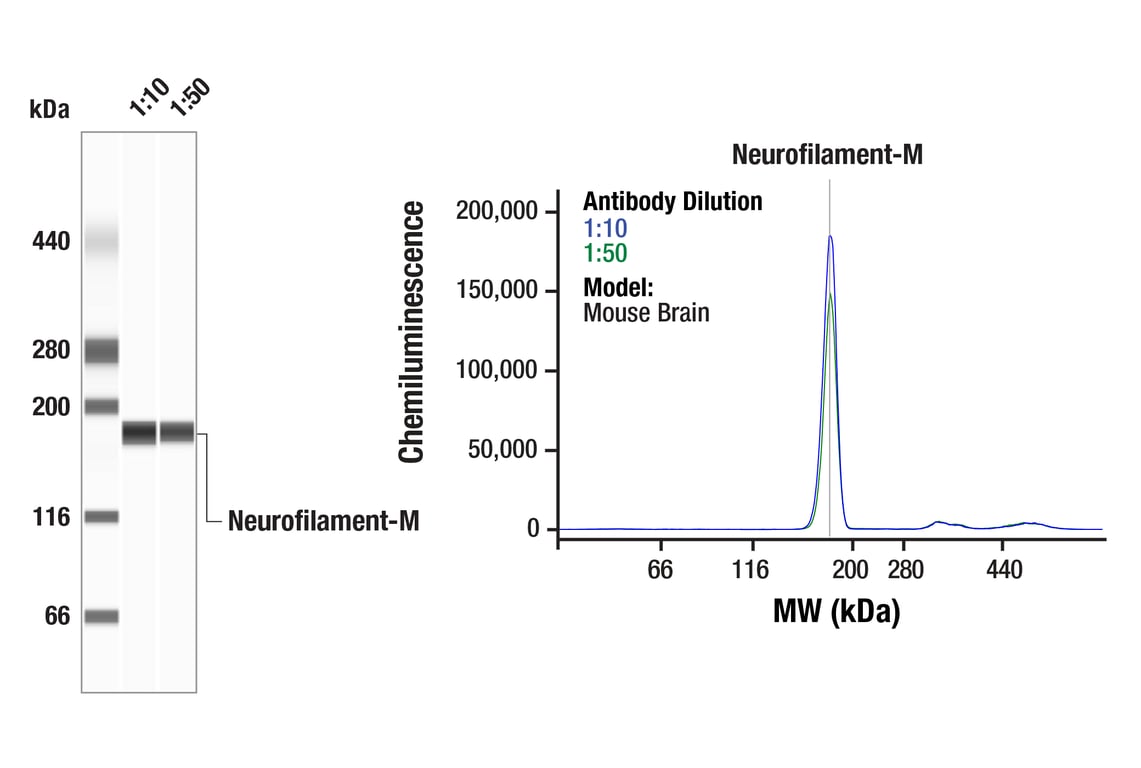 Western Blotting Image 1: Neurofilament-M (E7L2T) Rabbit Monoclonal Antibody