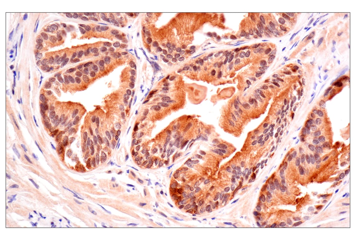 Immunohistochemistry Image 6: ACBP/DBI (E4V8V) Rabbit Monoclonal Antibody