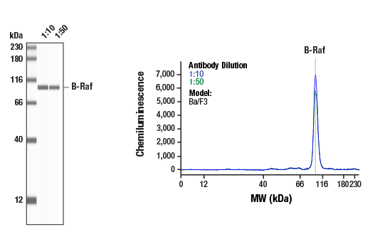 Western Blotting Image 1: B-Raf (D9T6S) Rabbit Monoclonal Antibody