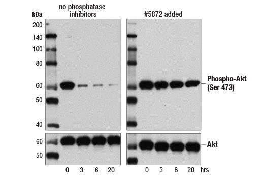 undefined Image 2: Protease/Phosphatase Inhibitor Cocktail (100X)