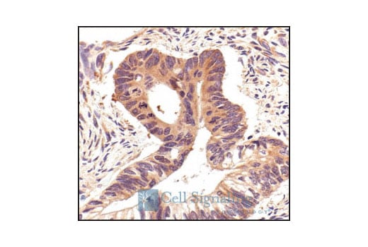 undefined Image 18: Mouse Reactive Exosome Marker Antibody Sampler Kit