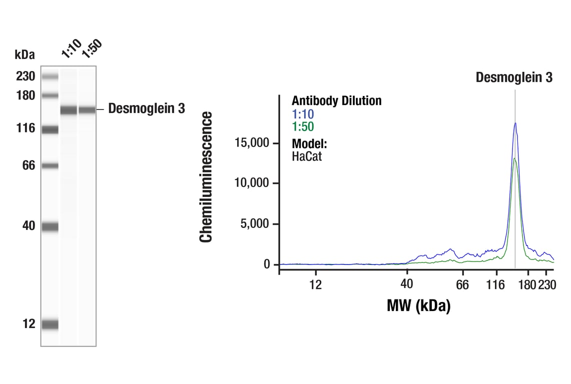 Western Blotting Image 1: Desmoglein 3 (5G11) Mouse Monoclonal Antibody