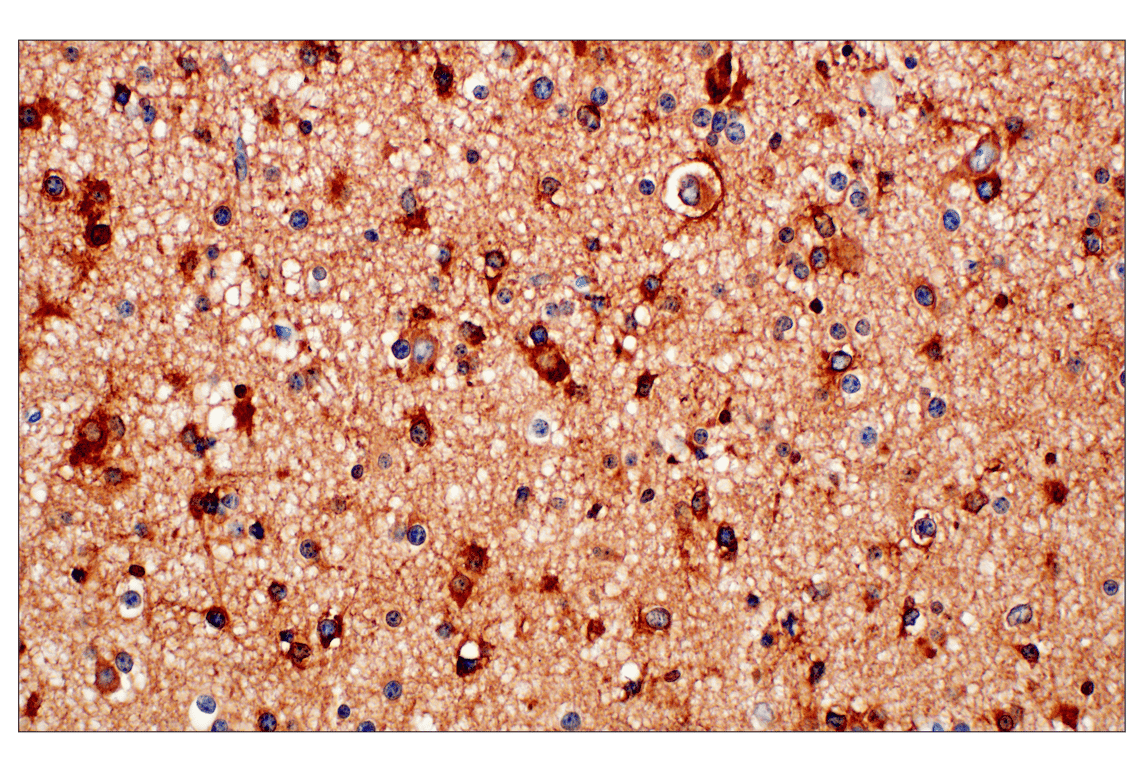 Immunohistochemistry Image 1: OMG (F8B7X) Rabbit Monoclonal Antibody