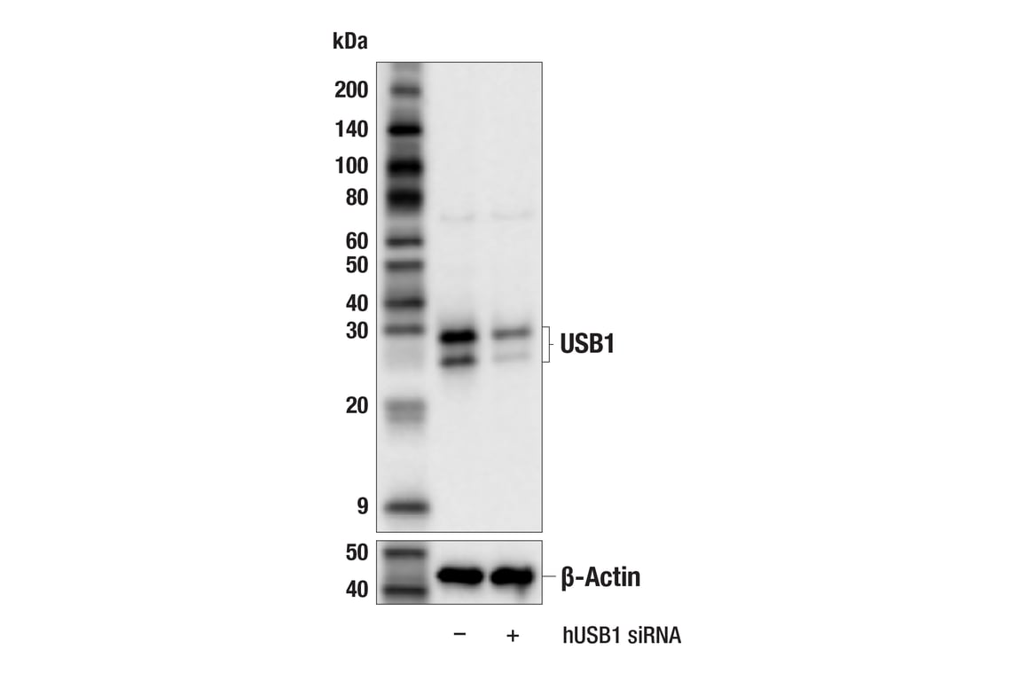 Western Blotting Image 3: USB1 (F4R5D) Rabbit Monoclonal Antibody