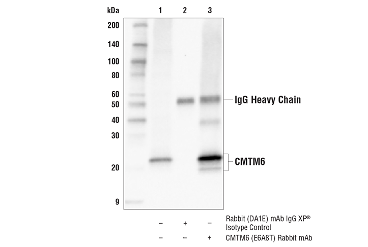 Immunoprecipitation Image 1: CMTM6 (E6A8T) Rabbit Monoclonal Antibody
