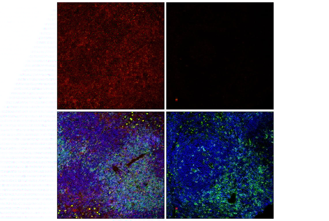 Immunofluorescence Image 1: beta2-microglobulin (E8G2O) Rabbit Monoclonal Antibody