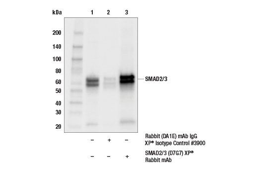 undefined Image 10: SMAD2/3 Antibody Sampler Kit