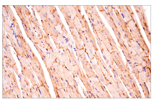 Immunohistochemistry Image 3: CD36 (E8B7S) Rabbit Monoclonal Antibody
