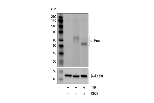 Western Blotting Image 2: c-Fos (9F6) Rabbit Monoclonal Antibody (BSA and Azide Free)