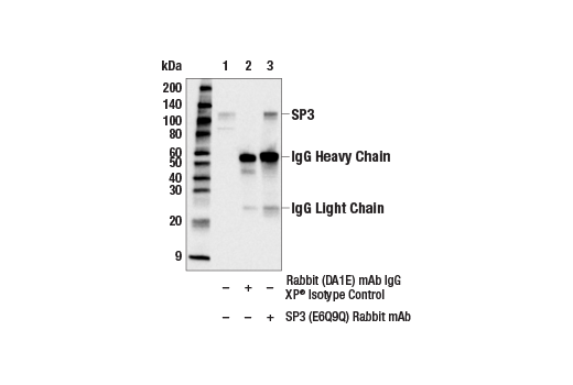 Immunoprecipitation Image 1: SP3 (E6Q9Q) Rabbit Monoclonal Antibody