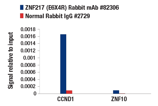 Chromatin Immunoprecipitation Image 1: ZNF217 (E6X4R) Rabbit Monoclonal Antibody