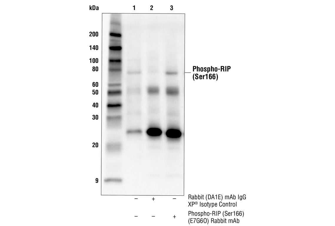 Immunoprecipitation Image 1: Phospho-RIP (Ser166) (E7G6O) Rabbit Monoclonal Antibody