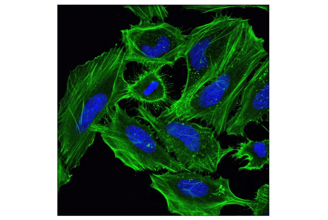 Immunofluorescence Image 1: beta-Actin (D6A8) Rabbit Monoclonal Antibody (BSA and Azide Free)