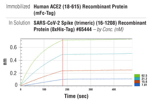 undefined Image 2: Human ACE2 (18-615) Recombinant Protein (mFc-Tag)