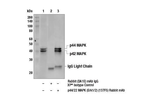 Immunoprecipitation Image 1: p44/42 MAPK (Erk1/2) (137F5) Rabbit Monoclonal Antibody