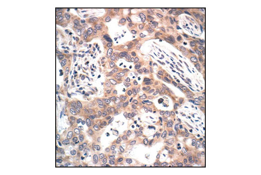 Immunohistochemistry Image 3: Phospho-MEK1/2 (Ser221) (166F8) Rabbit Monoclonal Antibody (BSA and Azide Free)