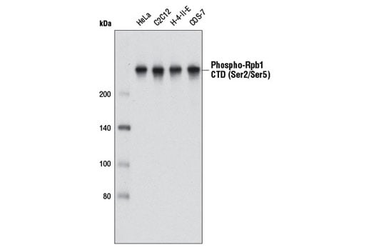 undefined Image 2: Phospho-Rpb1 CTD (Ser2/Ser5) Antibody (IP Preferred)