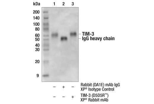 Immunoprecipitation Image 1: TIM-3 (D5D5R) Rabbit Monoclonal Antibody