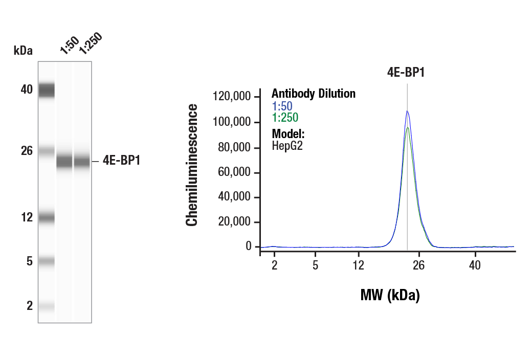 Western Blotting Image 1: 4E-BP1 (53H11) Rabbit Monoclonal Antibody