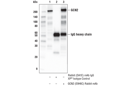 Immunoprecipitation Image 1: GCN2 (E9H6C) Rabbit Monoclonal Antibody