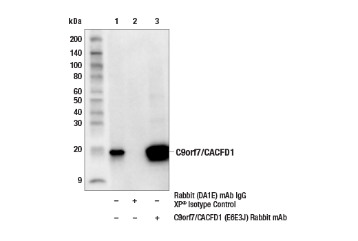 Immunoprecipitation Image 1: C9orf7/CACFD1 (E6E3J) Rabbit Monoclonal Antibody