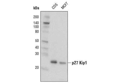 Western Blotting Image 1: p27 Kip1 (D69C12) XP<sup>®</sup> Rabbit mAb (Biotinylated)