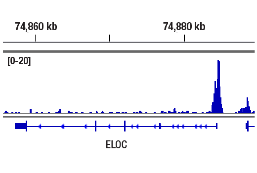 CUT & RUN Image 1: MLL1 (D2M7U) Rabbit Monoclonal Antibody (Amino-terminal Antigen)