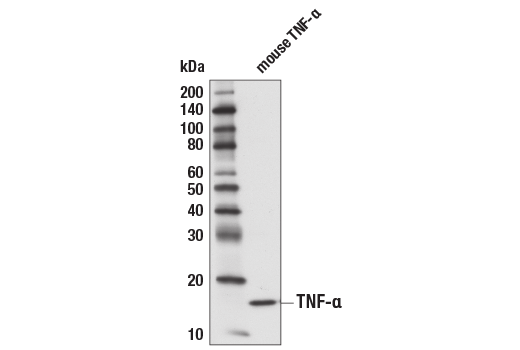 Western Blotting Image 2: TNF-α (D2D4) XP<sup>®</sup> Rabbit mAb (BSA and Azide Free)
