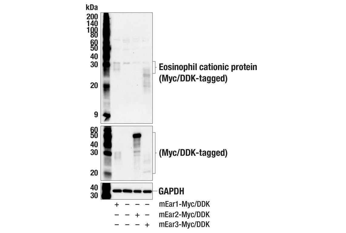Western Blotting Image 2: Eosinophil cationic protein (F3G7N) Rabbit Monoclonal Antibody
