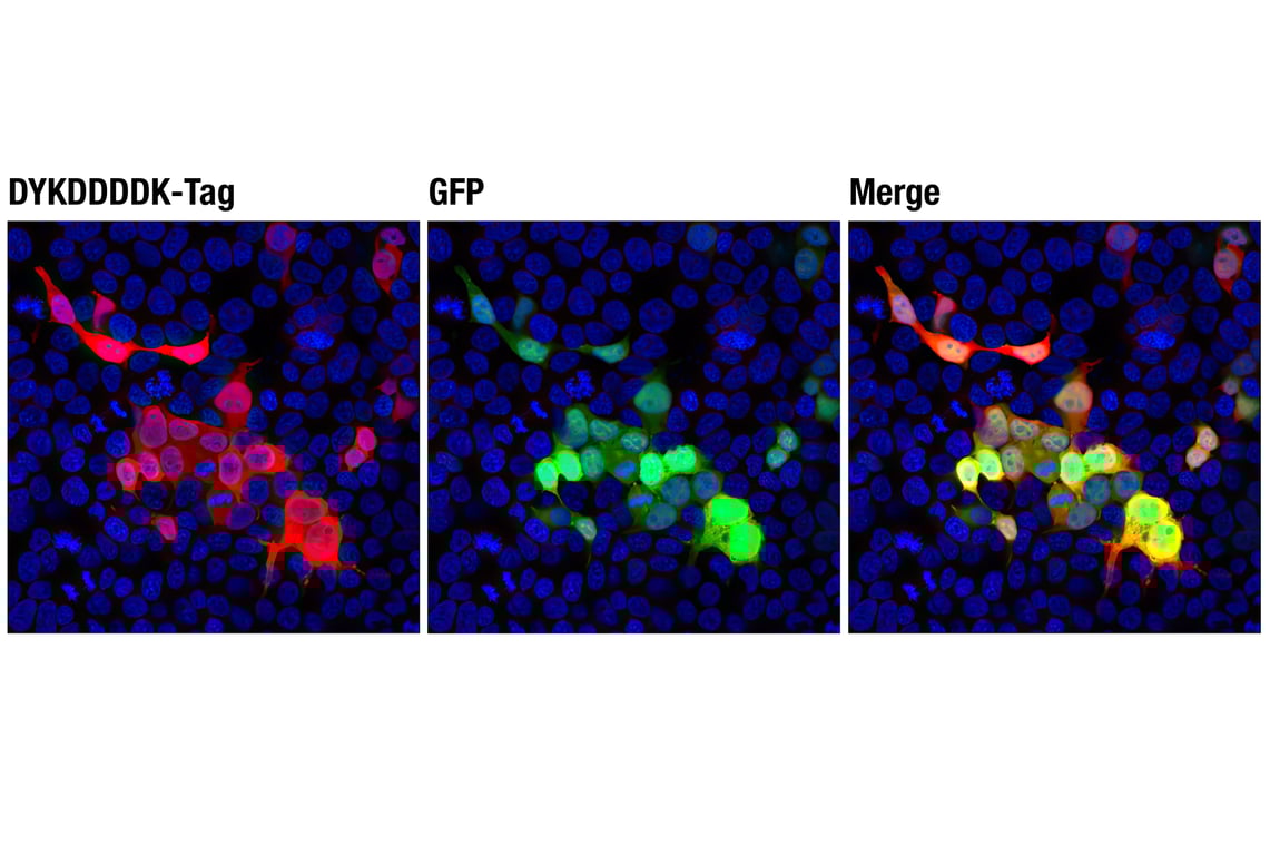 Immunofluorescence Image 1: DYKDDDDK Tag (D6W5B) Rabbit Monoclonal Antibody (Binds to same epitope as Sigma-Aldrich Anti-FLAG M2 antibody)